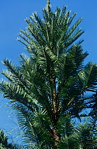 Wollemi Pine (Wollemia nobilis), Wollemi National Park, Greater Blue Mountains UNESCO Natural World Heritage Site, New South Wales. small repro only