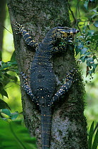 Lace Monitor (Varanus varius), Wollemi National Park, Greater Blue Mountains UNESCO Natural World Heritage Site, New South Wales.