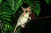 Eastern Pygmy-possum (Cercartetus nanus), Nattai National Park, Greater Blue Mountains UNESCO Natural World Heritage Site, New South Wales.