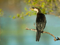 Little pied cormorant (Phalacrocorax melanoleucos), Cape Range National Park, Ningaloo Coast UNESCO Natural World Heritage Site, Western Australia, Australia.