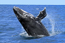 Humpback Whale (Megaptera novaeangliae) breaching, Ningaloo Marine Park, Ningaloo Coast UNESCO Natural World Heritage Site, Western Australia.