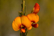 Chorizema pea flower (Chorizema racemosum), Cape Range National Park, Ningaloo Coast UNESCO Natural World Heritage Site, Western Australia, Australia.