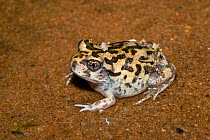Shoemaker Frog (Neobatrachus sutor), Cape Range National Park, Ningaloo Coast UNESCO Natural World Heritage Site, Western Australia.