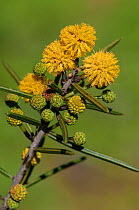 Dead finish (Acacia tetragonophylla) flowers, Cape Range National Park, Ningaloo Coast UNESCO Natural World Heritage Site, Western Australia.