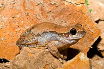 Desert tree frog (Litoria rubella), Cape Range National Park, Ningaloo Coast UNESCO Natural World Heritage Site, Western Australia.
