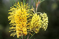 Western cork tree (Hakea lorea) flowers, Cape Range National Park, Ningaloo Coast UNESCO Natural World Heritage Site, Western Australia.