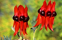 Sturt Desert pea (Swainsona formosa) flowers, Cape Range National Park, Ningaloo Coast UNESCO Natural World Heritage Site, Western Australia.
