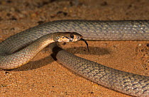 Ringed brown snake (Pseudonaja modesta), Cape Range National Park, Ningaloo Coast UNESCO Natural World Heritage Site, Western Australia.