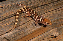Prickly Gecko (Heteronotia binoei), Cape Range National Park, Ningaloo Coast UNESCO Natural World Heritage Site, Western Australia.