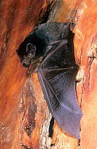 Gould's Wattled Bat (Chalinolobus gouldii) roosting, Cape Range National Park, Ningaloo Coast UNESCO Natural World Heritage Site, Western Australia.