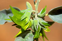 Green Birdflower (Crotalaria cunninghamii), Cape Range National Park, Ningaloo Coast UNESCO Natural World Heritage Site, Western Australia.