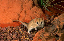 Fat-tailed Pseudantechinus (Pseudantechinus macdonnellensis), Cape Range National Park, Ningaloo Coast UNESCO Natural World Heritage Site, Western Australia.