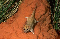 Fat-tailed Pseudantechinus (Pseudantechinus macdonnellensis), Cape Range National Park, Ningaloo Coast UNESCO Natural World Heritage Site, Western Australia.