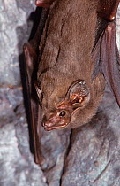 Common sheath-tailed bat (Taphozous georgianus), Cape Range National Park, Ningaloo Coast UNESCO Natural World Heritage Site, Western Australia.