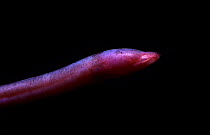 Blind cave eel (Ophisternon candidum), Cape Range National Park, Ningaloo Coast UNESCO Natural World Heritage Site, Western Australia.