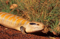 Centralian blue-tongued lizard (Tiliqua multifasciata), Cape Range National Park, Ningaloo Coast UNESCO Natural World Heritage Site, Western Australia.