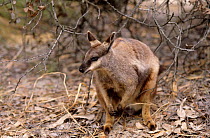 Black-footed rock-wallaby (Petrogale lateralis subsp. lateralis) with joey in pouch, Cape Range National Park, Ningaloo Coast UNESCO Natural World Heritage Site, Western Australia.