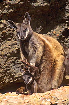 Black-footed rock-wallaby (Petrogale lateralis subsp. lateralis) with joey in pouch, Cape Range National Park, Ningaloo Coast UNESCO Natural World Heritage Site, Western Australia.