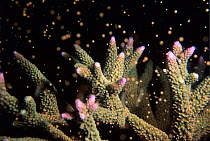 Staghorn Corals (Acropora sp.) spawning at night, Ningaloo Reef, Ningaloo Marine Park, Ningaloo Coast UNESCO Natural World Heritage Site, Western Australia, Australia.