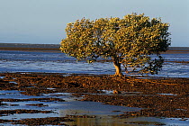 White mangrove (Avicennia marina), Ningaloo Marine Park, Ningaloo Coast UNESCO Natural World Heritage Site, Western Australia.