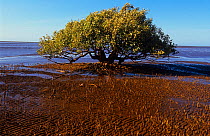 White mangrove (Avicennia marina), Ningaloo Marine Park, Ningaloo Coast UNESCO Natural World Heritage Site, Western Australia.