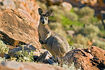 Common wallaroo (Macropus robustus) Purnululu National Park UNESCO Natural World Heritage Site, Western Australia, Australia.