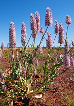 Tall mulla mulla (Ptilotus nobilis), Purnululu National Park UNESCO Natural World Heritage Site, Western Australia, Australia.