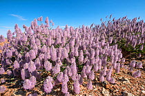 Tall mulla mulla (Ptilotus nobilis), Purnululu National Park UNESCO Natural World Heritage Site, Western Australia, Australia.