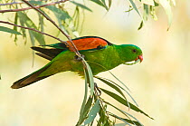 Red winged parrot (Aprosmictus erythropterus) consuming Wattle seeds, Purnululu National Park UNESCO Natural World Heritage Site, Western Australia, Australia.
