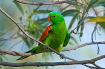 Red winged parrot (Aprosmictus erythropterus), Purnululu National Park UNESCO Natural World Heritage Site, Western Australia, Australia.