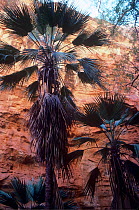 Bungle Bungle Fan Palm (Livistona victoriae), Purnululu National Park UNESCO Natural World Heritage Site, Western Australia, Australia. Endemic species.