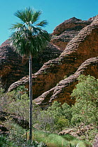 Bungle Bungle Fan Palm (Livistona victoriae), Purnululu National Park UNESCO Natural World Heritage Site, Western Australia, Australia. Endemic species.