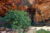 Bungle bungle fan palm (Livistona victoriae), Purnululu National Park UNESCO Natural World Heritage Site, Western Australia, Australia. Endemic species.