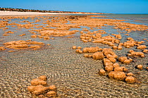 Stromatolites, accretions of sedimentary grains formed by microbial mats, Hamelin Pool, Shark Bay UNESCO Natural World Heritage Site, Western Australia, Australia.