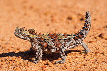 Thorny devil (Moloch horridus), Shark Bay UNESCO Natural World Heritage Site, Western Australia.