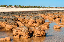 Stromatolites, accretions of sedimentary grains formed by microbial mats,, Hamelin Pool, Shark Bay UNESCO Natural World Heritage Site, Western Australia, Australia.