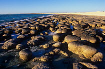 Stromatolites, accretions of sedimentary grains formed by microbial mats, Hamelin Pool, Shark Bay UNESCO Natural World Heritage Site, Western Australia, Australia.