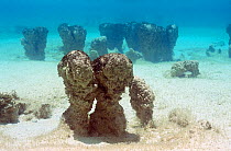 Stromatolites accretions of sedimentary grains formed by microbial mats, Hamelin Pool, Shark Bay UNESCO Natural World Heritage Site, Western Australia, Australia.