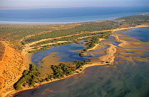 Guichenault Point at Herald Bight with mangroves, Francois Peron National Park, Shark Bay UNESCO Natural World Heritage Site, Western Australia, Australia.