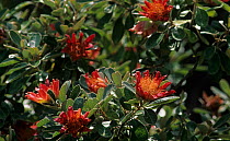 Shark bay rose (Diplolaena grandiflora), Shark Bay UNESCO Natural World Heritage Site, Western Australia.