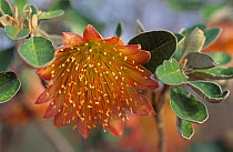 Shark Bay rose  (Diplolaena grandiflora), Shark Bay UNESCO Natural World Heritage Site, Western Australia.