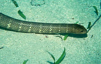 Shark Bay sea snake (Aipysurus pooleorum), Shark Bay UNESCO Natural World Heritage Site, Western Australia.
