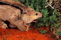 Shark Bay Mouse (Pseudomys fieldi), Shark Bay UNESCO Natural World Heritage Site, Western Australia.