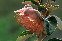 Shark bay rose (Diplolaena grandiflora) , Shark Bay UNESCO Natural World Heritage Site, Western Australia.