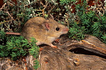 Shark bay mouse (Pseudomys fieldi), Shark Bay UNESCO Natural World Heritage Site, Western Australia.