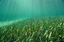Ribbon grass (Posidonia australis), Shark Bay UNESCO Natural World Heritage Site, Western Australia.