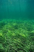 Ribbon grass (Posidonia australis), Shark Bay UNESCO Natural World Heritage Site, Western Australia.