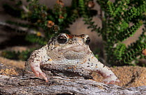 Sandhill frog (Arenophryne rotunda), Shark Bay UNESCO Natural World Heritage Site, Western Australia.