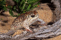 Sandhill frog (Arenophryne rotunda), Shark Bay UNESCO Natural World Heritage Site, Western Australia.
