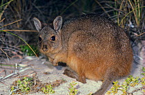 Rufous hare-wallaby or Western hare-wallaby (Lagorchestes hirsutus subsp.bernieri), Shark Bay UNESCO Natural World Heritage Site, Western Australia.